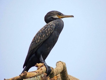 Great Cormorant